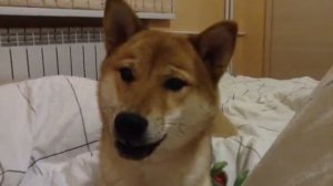 #сиба ину говорит !