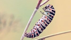 МАХАОН. Гусеница-бабочка