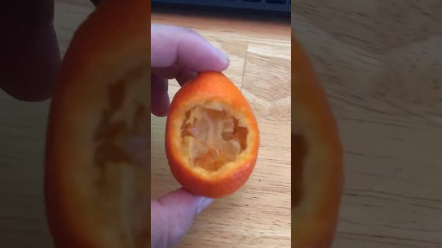 Indio Mandarinquat Kumquat summer harvest 2019 Seattle PNW Gardening смотреть онлайн