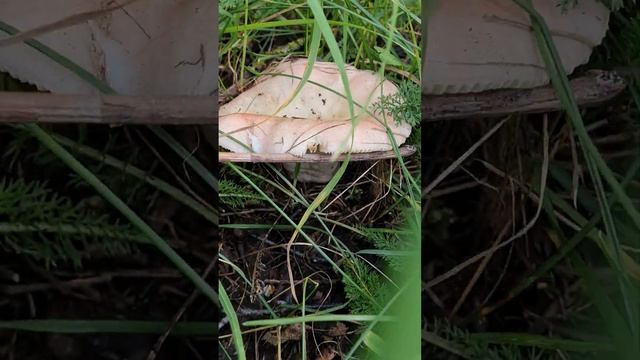 Сыроежка. розовая . зрелая. смотреть онлайн