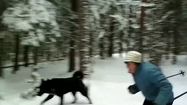 Русские лыжники в лесу! смотреть онлайн