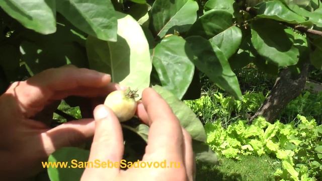 Айва обыкновенная смотреть онлайн