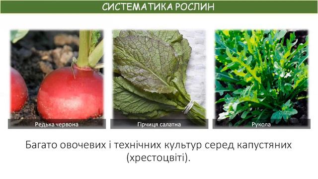 ОСНОВИ БІОЛОГІЧНОЇ КЛАСИФІКАЦІЇ ТА РІЗНОМАНІТНІСТЬ ПОКРИТОНАСІННИХ смотреть онлайн