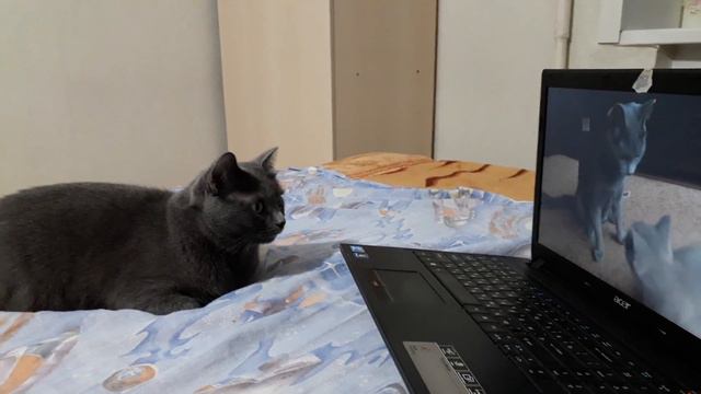 Кошка смотрит видео о себе и своем котенке смотреть онлайн