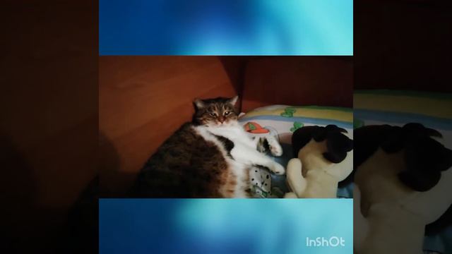 Все про котов . Советы , лайфхаки , язык смотреть онлайн