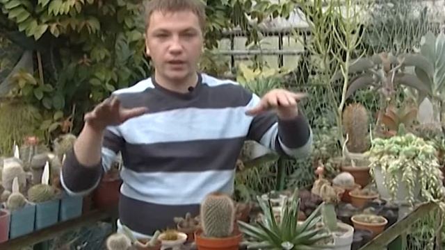 Рекомендации по уходу за кактусами смотреть онлайн