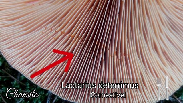 Lactarius deterrimus, Imlera badia, Lycoperdon perlatum смотреть онлайн
