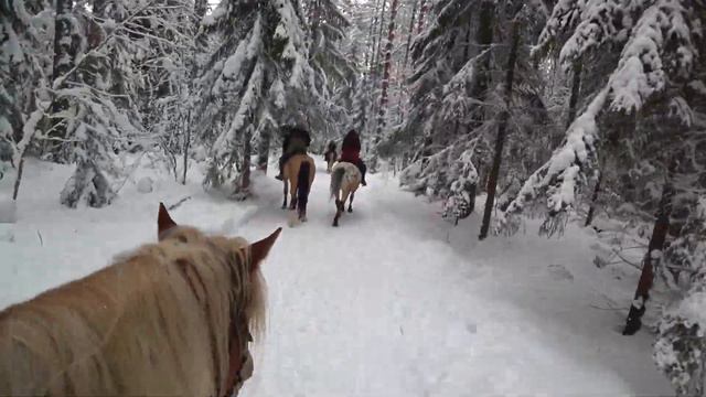 Конная прогулка в Токсово 13.02.22 #Токсово смотреть онлайн