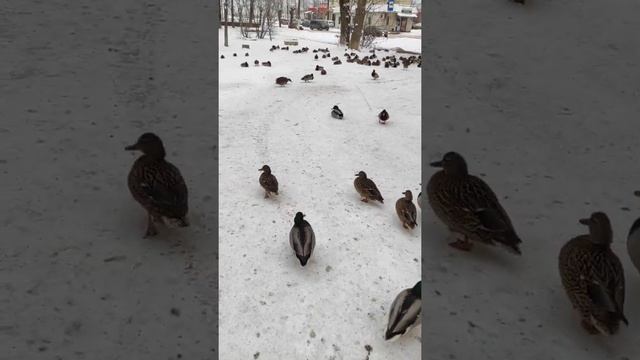 # shorts Утки дикие зимуют в городе! Переславль-Залесский 2021 год. смотреть онлайн