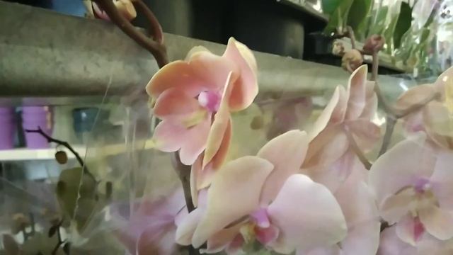 Мир Цветов Ставрополь. смотреть онлайн