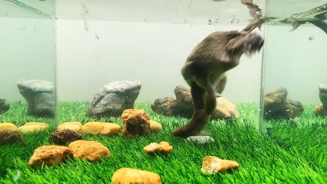 The underwater brain game between the African bullfrog vs Loach and the unexpected ending смотреть онлайн