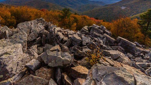 Gandalf. Blossoms Unfolding