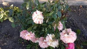 Розы Грандифлора , что это?