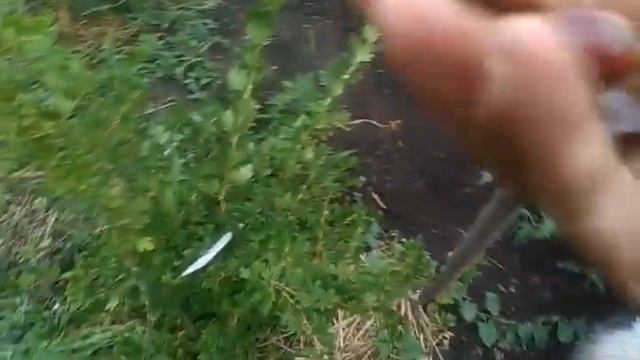 22июня крыжовник(агрус)черная капля дубль 1 смотреть онлайн