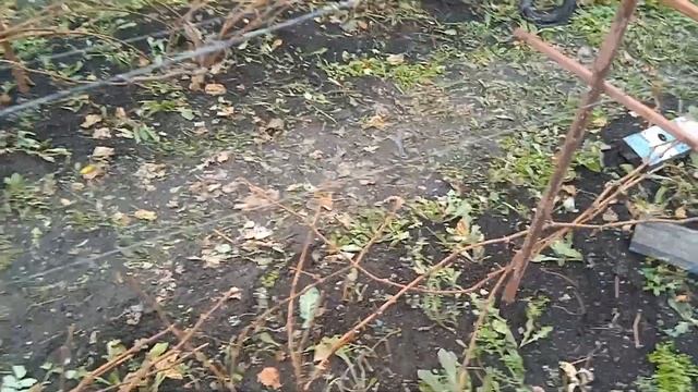 Осенняя обработка винограда. Сибирь. смотреть онлайн