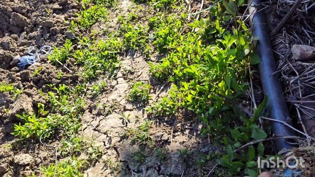 Полив туман/полив спрей лента/ обзор лучшего полива. смотреть онлайн