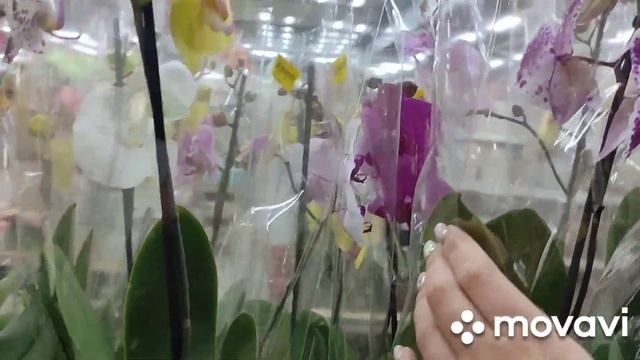 Большая поставка ОРХИДЕЙ в Ашан ( г. Днепр) смотреть онлайн