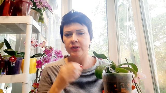Ирэн Добкин. Особенности сорта. смотреть онлайн