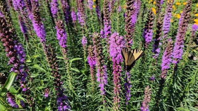 Liatris spicata. Blazing Star смотреть онлайн