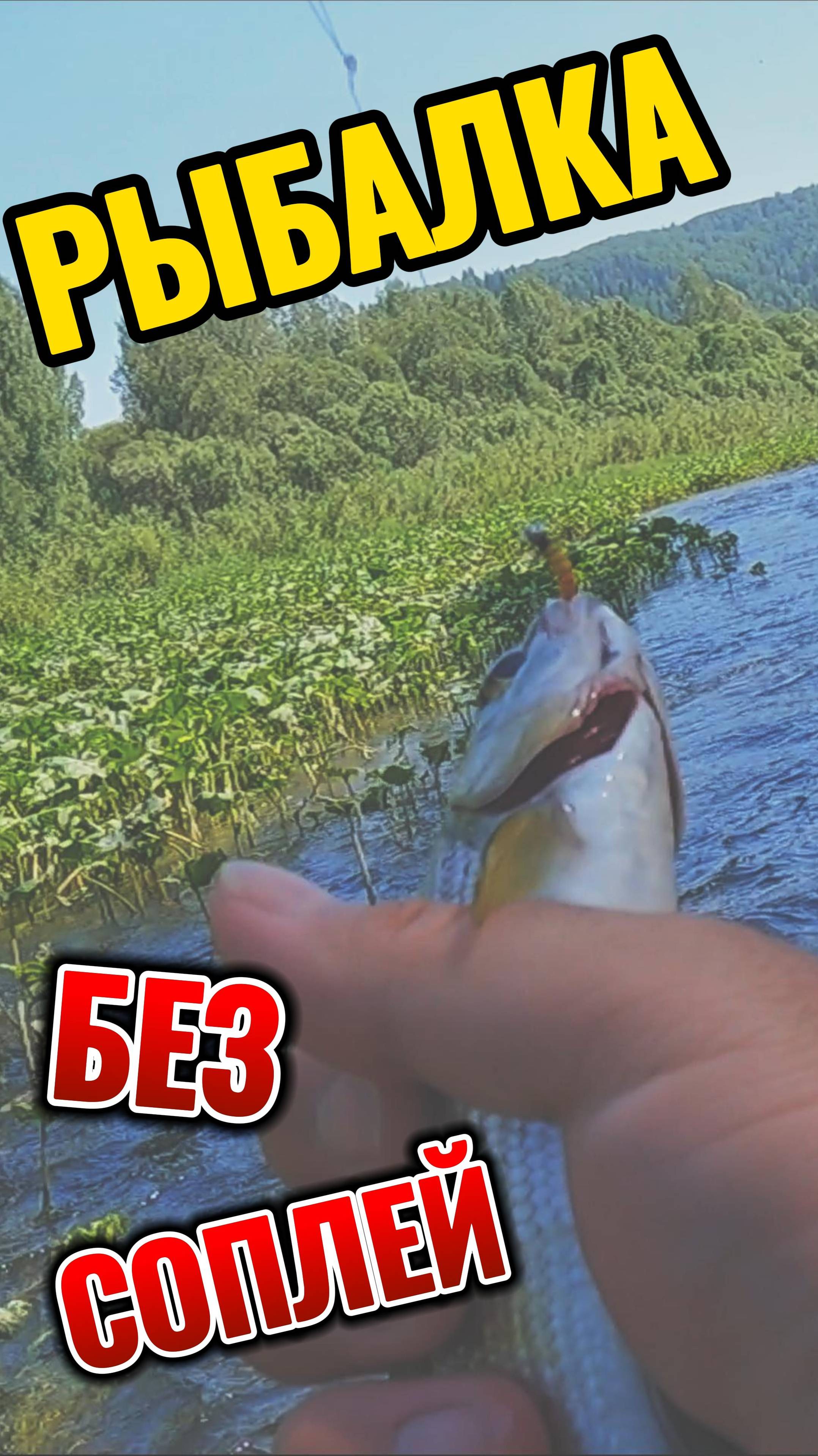 в этой реке тонны рыбы #рыбалка #путешествие #лето #кузбасс #отпуск смотреть онлайн