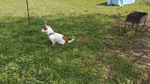 VLOG. СДЕЛАЛИ ПЕРВЫЕ УКРЫВНЫЕ ГРЯДКИ на даче смотреть онлайн