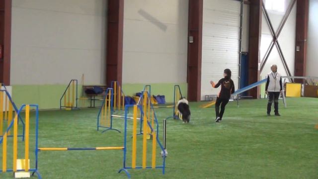 Чиж Елена и шелти Рамзес. Аджилити. смотреть онлайн