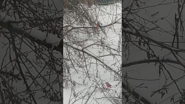 СНЕГИРИ ПРИЛЕТЕЛИ В ГОСТИ смотреть онлайн