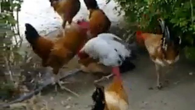 Одна курица и столько петух смотри до конца  жалко