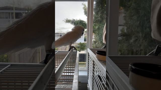 Updates Birds ~ Chit Chat ~ Coffee ? ☕️ смотреть онлайн