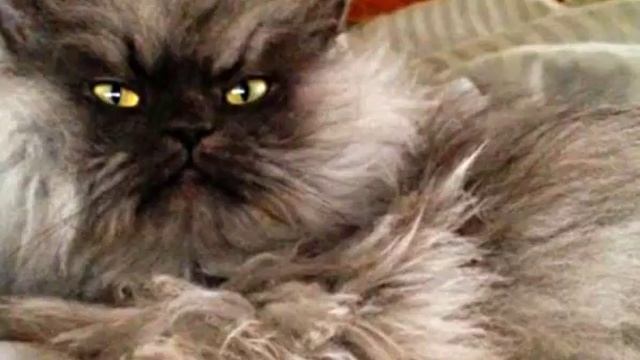 Hairy Pussy Discussion- Podcast Ep. 1