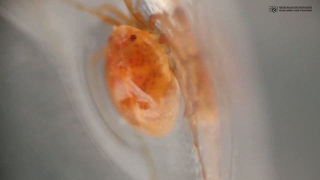 Водяные клещи. Красные кровососы в реках, озёрах и аквариумах. // Clever Cricket смотреть онлайн