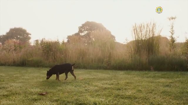 ДИКИЕ САДЫ ДЛЯ БУДУЩЕГО! смотреть онлайн