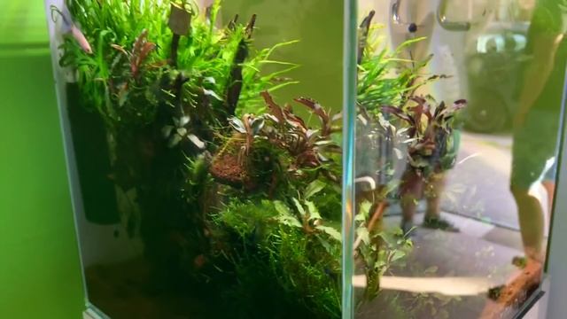 Beautiful Aquascape Store in Poland - Green Art ??? смотреть онлайн