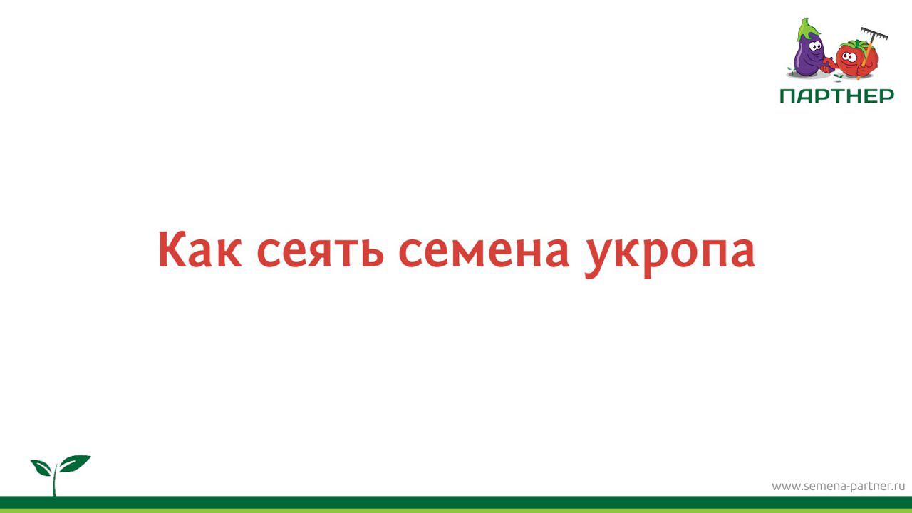 Как сеять семена  укропа