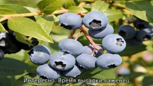Голубика Блюджей
