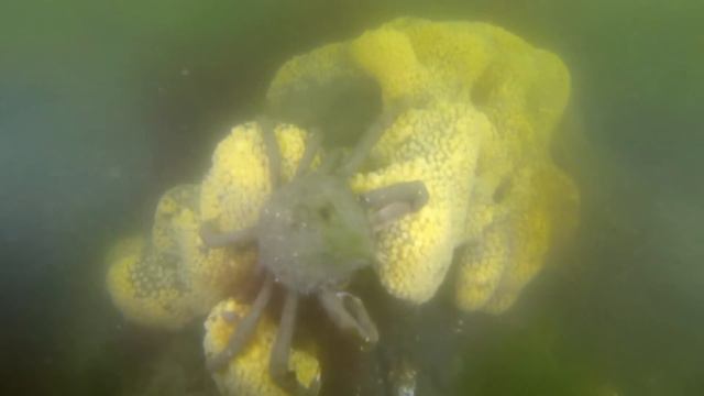 SPIDER CRABS ARE BLOCKERS (DECOMPRESSION COMEDY SHORT) смотреть онлайн