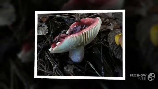Russula sanguinea - fungi kingdom смотреть онлайн