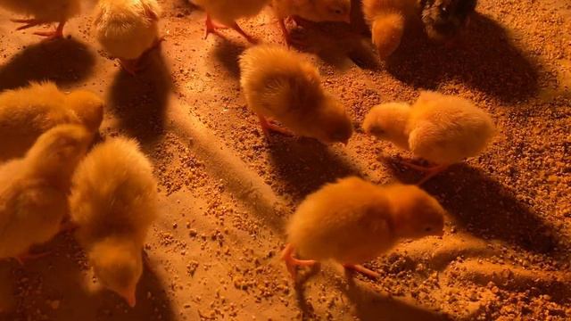 Наш Мир это игра в которой мы играем смотреть онлайн
