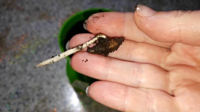 Вырос ФИНИК дома. КАК посадить из КОСТОЧКИ, покупной финик, в домашних условиях. смотреть онлайн