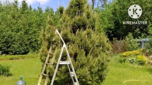 Прищипка сосны обыкновенной, делаем пушистой, замедляем рост.