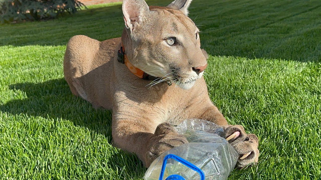 Пуму Месси можно выманить этим из дома всегда! Самые лучшие игры и бесплатные игрушки для животных смотреть онлайн