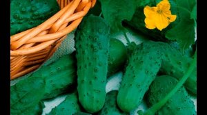 Огурец СИБИРСКАЯ ГИРЛЯНДА F1 / СУПЕРУРОЖАЙНЫЙ /