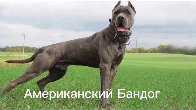 Собаки которые могут загрызть Кане-Корсо смотреть онлайн