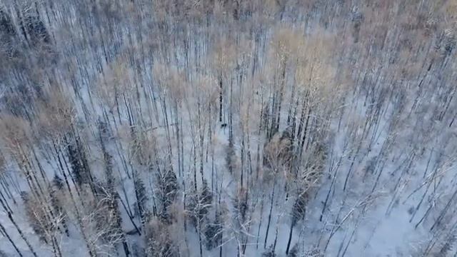 dji mini 2 и лось смотреть онлайн