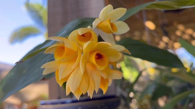 Dendrobium sulcatum in bloom смотреть онлайн