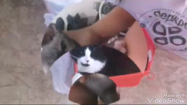 Я и мои любимые животные смотреть онлайн