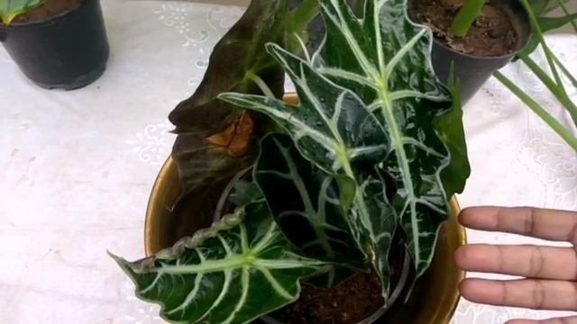 Alocasia Amazonica / Alocasia Polly(smaller variety) care and guide смотреть онлайн