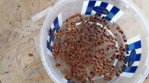 Размножение кипариса из семян.