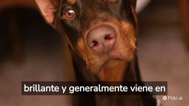 DOBERMAN смотреть онлайн