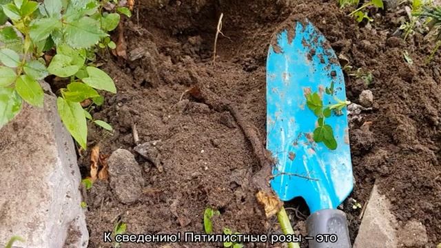 Сколько листьев у розы должно быть смотреть онлайн